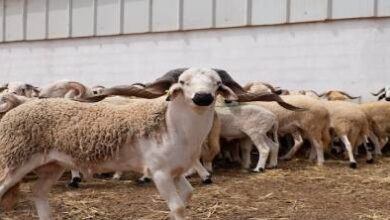 بشرى-للمغاربة.-وفرة-في-القطيع-ومؤشرات-على-استقرار-أسعار-أضاحي-العيد