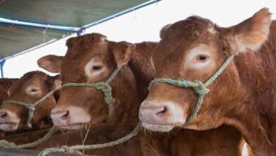 المغرب-يغلق-أبوابه-في-وجه-الأبقار-الإسبانية.-هل-هي-أزمة-صحية-أم-حرب-أسعار؟