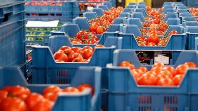 روسيا-تتلف-شحنة-طماطم-مغربية-بسبب-فيروس-خطير-يهدد-المحاصيل