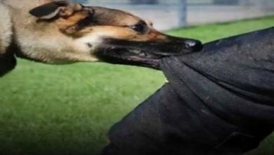 طنجة.-كلاب-تهاجم-مالكها-وتُنهي-حياته-داخل-منزله-بحي-الإسبانيول