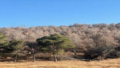 غابات-الناظور-تحتضر.-جفاف-لسبع-سنوات-يغتال-“رئة-الإقليم”-وسط-صمت-مطبق-للمنتخبين-والمسؤولين