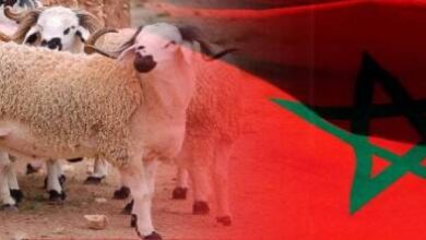 موعد-عيد-الأضحى-2026-في-المغرب.-تقرير-فلكي-يكشف-التفاصيل-الكاملة