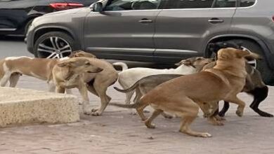 135-دولة-ضمن-التحذير.-بريطانيا-تنبه-مواطنيها-من-خطر-داء-الكلب-بالمغرب