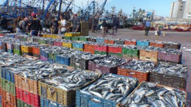 بالأرقام.-انخفاض-مقلق-في-مفرغات-الصيد-وعائداته-بميناء-الحسيمة