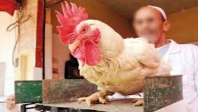 قبل-عيد-الأضحى.-3-مؤشرات-تنذر-بارتفاع-أسعار-الدجاج-في-المغرب