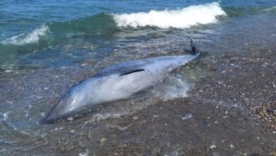 جنوح-حوت-نادر-بسواحل-الحسيمة-يثير-القلق-ويعيد-طرح-تساؤلات-بيئية