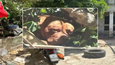 حكم-بالإعدام-بلا-محاكمة.-جمعية-تنتقد-إعدام-“بيت-بول”-قتلت-صاحبها-بطنجة