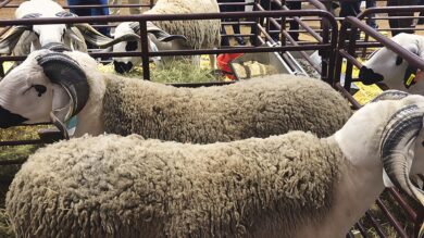 معرض-مكناس-يكشف-ملامح-أسوق-الأضاحي-قبيل-العيد