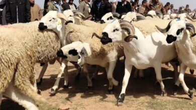 مطالب-بضبط-أسعار-الأضاحي-ومواجهة-المضاربات-قبيل-عيد-الأضحى