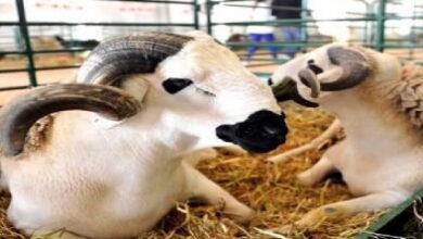 أسعار-الأضاحي-2026.-تراجع-طفيف-لا-يخفف-ضغط-الغلاء-على-الأسر