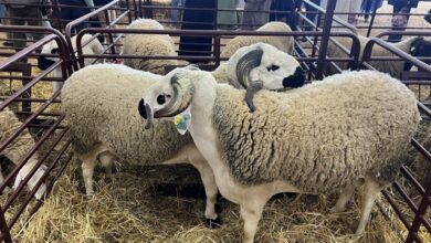 المعرض-الدولي-للفلاحة-بمكناس-اقبال-كبير-على-رواق-المنتوجات-الحيوانية-من-طرف-المهنيين-والزوار