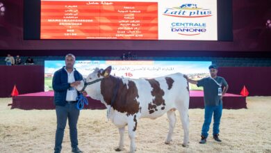 قبل-اختتام-“سيام-2026”.-تتويج-جديد-لـ-centrale-danone-في-تربية-الأبقار-الحلوب