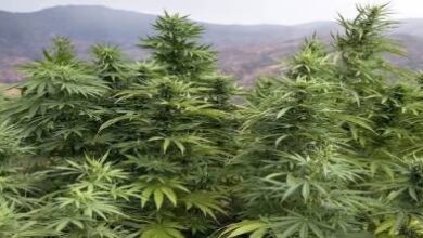 “البلدية”-المغربية-تجذب-الطلب-العالمي.-وموسم-استثنائي-للقنب-الطبي-في-الحسيمة