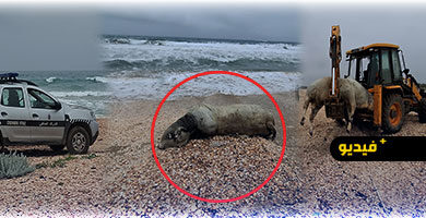 حادث-غير-مألوف-بسواحل-الناظور.-جثة-عجل-تلفظها-أمواج-أركمان