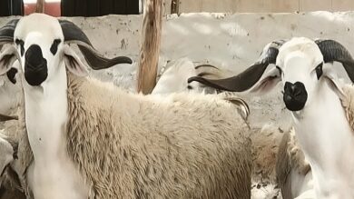 قبل-أقل-من-شهر-على-عيد-الأضحى.-سوق-زايو-يسجل-ضعفاً-في-الإقبال-وانخفاضاً-محدوداً-في-أسعار-الماشية