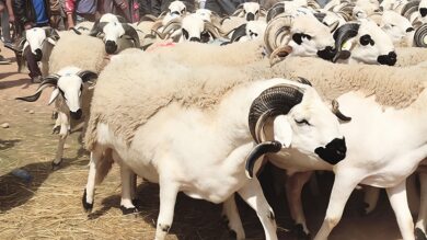 انتظار-وترقب-يطبعان-أسواق-الأضاحي-قبيل-عيد-الأضحى