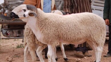 حماة-المستهلك-يدعون-إلى-تشديد-مراقبة-أسواق-الأضاحي-استعدادا-لعيد-الأضحى-2026