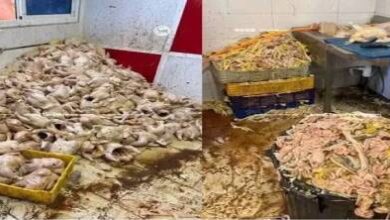 طنجة.-لجنة-مختلطة-تحجز-أطنانا-من-الدجاج-الفاسد-في-حملة-ميدانية