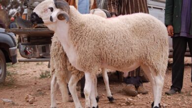 وزارة-الفلاحة:-العرض-الوطني-لعيد-الأضحى-يقدر-ما-بين-8-و9-ملايين-رأس