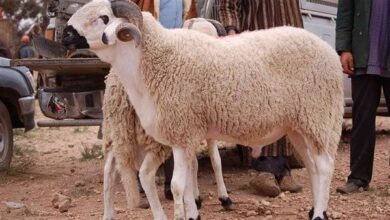 عطلة-استثنائية-بمناسبة-عيد-الأضحى-المبارك