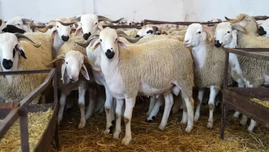 جهة-الدار-البيضاء-–-سطات.-انتعاش-ملحوظ-في-أسواق-الأضاحي-مع-اقتراب-عيد-الأضحى