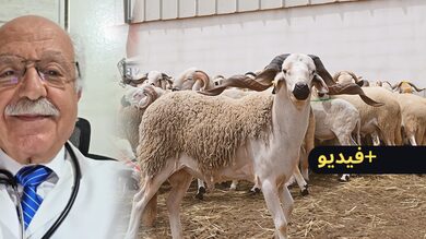 طبيب-بالناظور-يطمئن-مرضى-السكري-بشأن-تناول-لحم-الأضحية