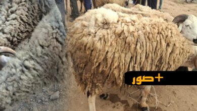 غلاء-فاحش-يلهب-سوق-قرية-أركمان-بالناظور-يوما-قبل-العيد.-والمواطنون-يتذمرون:-“الأسعار-خيالية-والوفرة-غائبة”