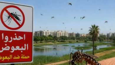 انتشار-البعوض-بسكتور-حسان-ببوعرك-يثير-استياء-الساكنة-ومطالب-بتدخل-عاجل