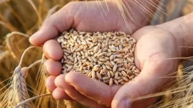 الإنتاج-المرتقب-من-الحبوب-بجهة-الدار-البيضاء-سطات-يناهز-25,8-مليون-قنطار-برسم-الموسم-الفلاحي-الحالي