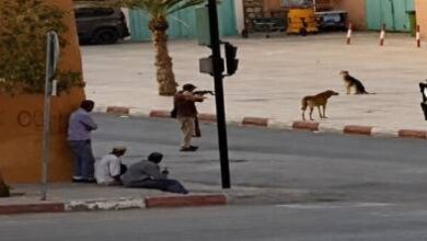 إطلاق-الرصاص-بشوارع-تنغير.-شريط-فيديو-لإعدام-كلاب-ضالة-يفجر-غضبا-حقوقيا-واسعا