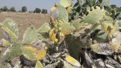 بعد-سنوات-من-أضرار-الحشرة-القرمزية.-نبات-الصبار-يستعيد-عافيته-تدريجيا-بالحسيمة